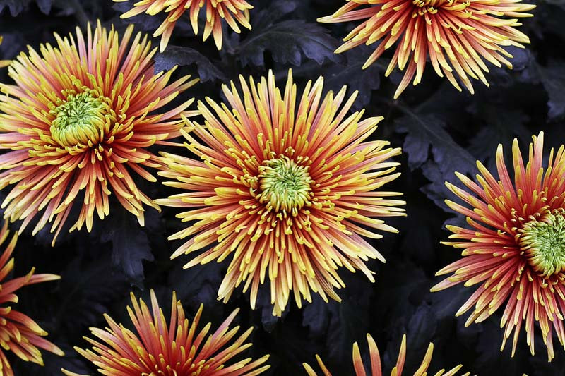 Quill Chrysanthemum, Chrysanthemum